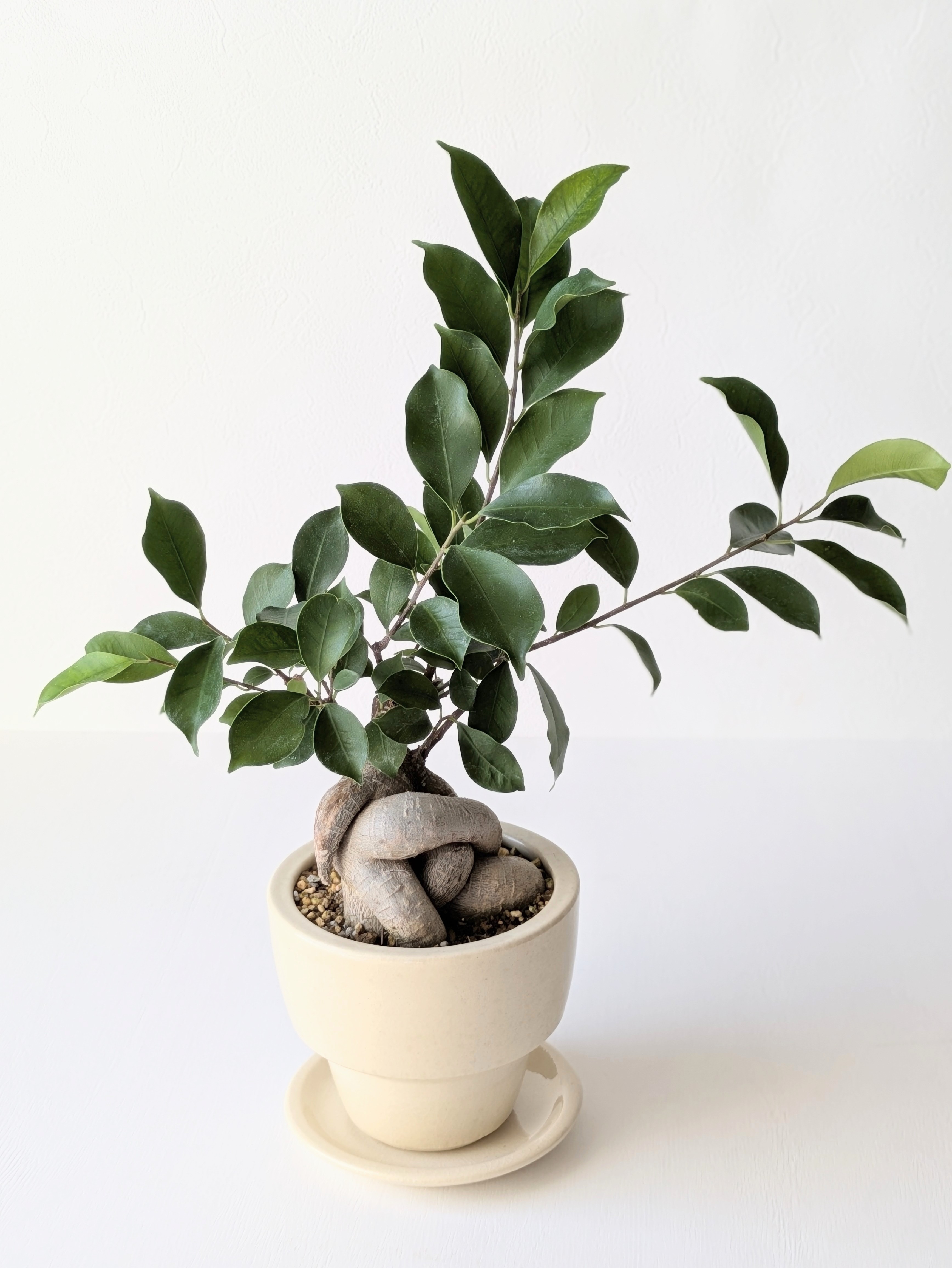ガジュマル4号鉢（Ficus microcarpa)＊アイボリー陶器鉢（受け皿つき）