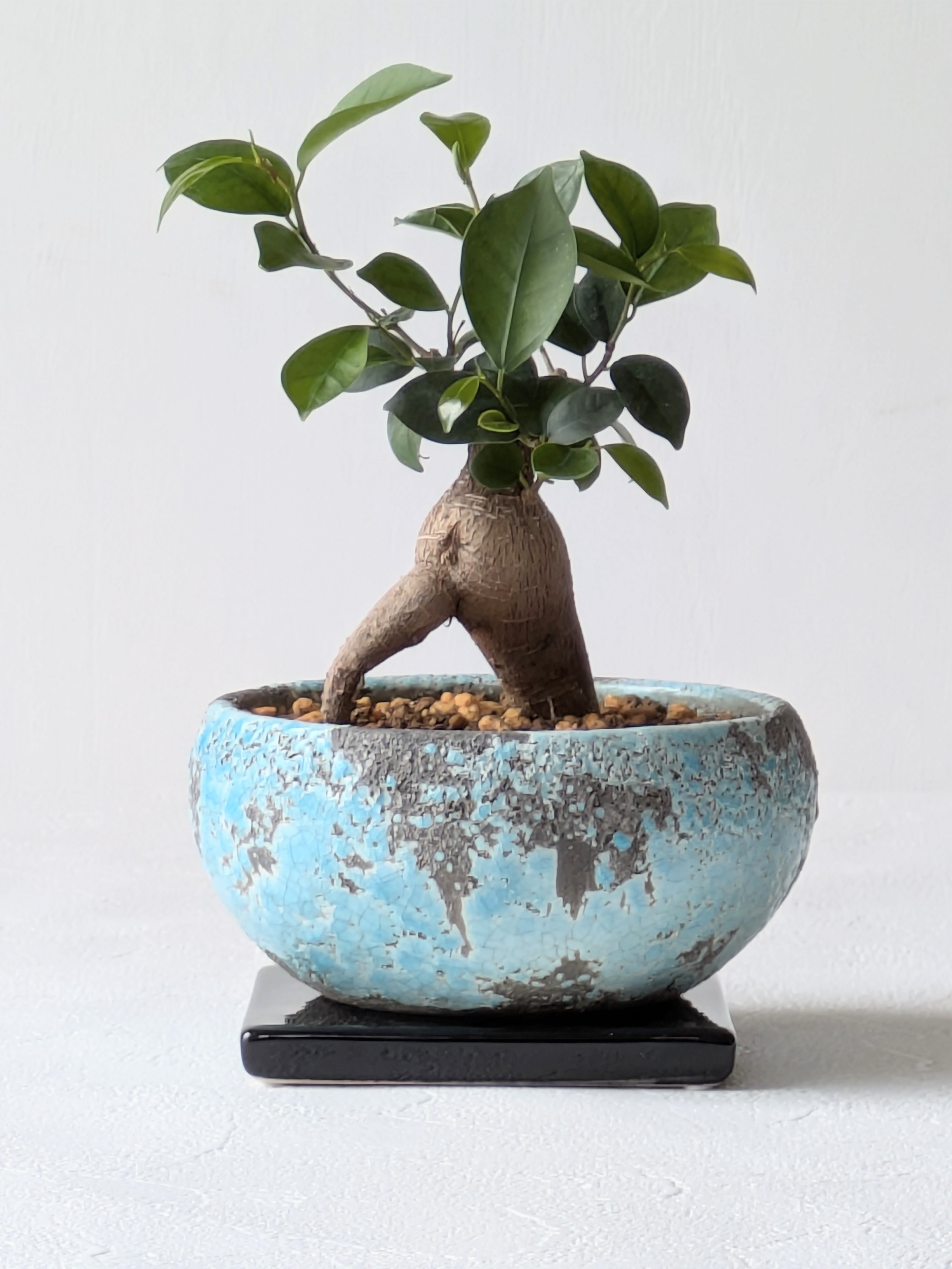 ガジュマル4号鉢（Ficus microcarpa)＊水色陶器鉢（受け皿つき）