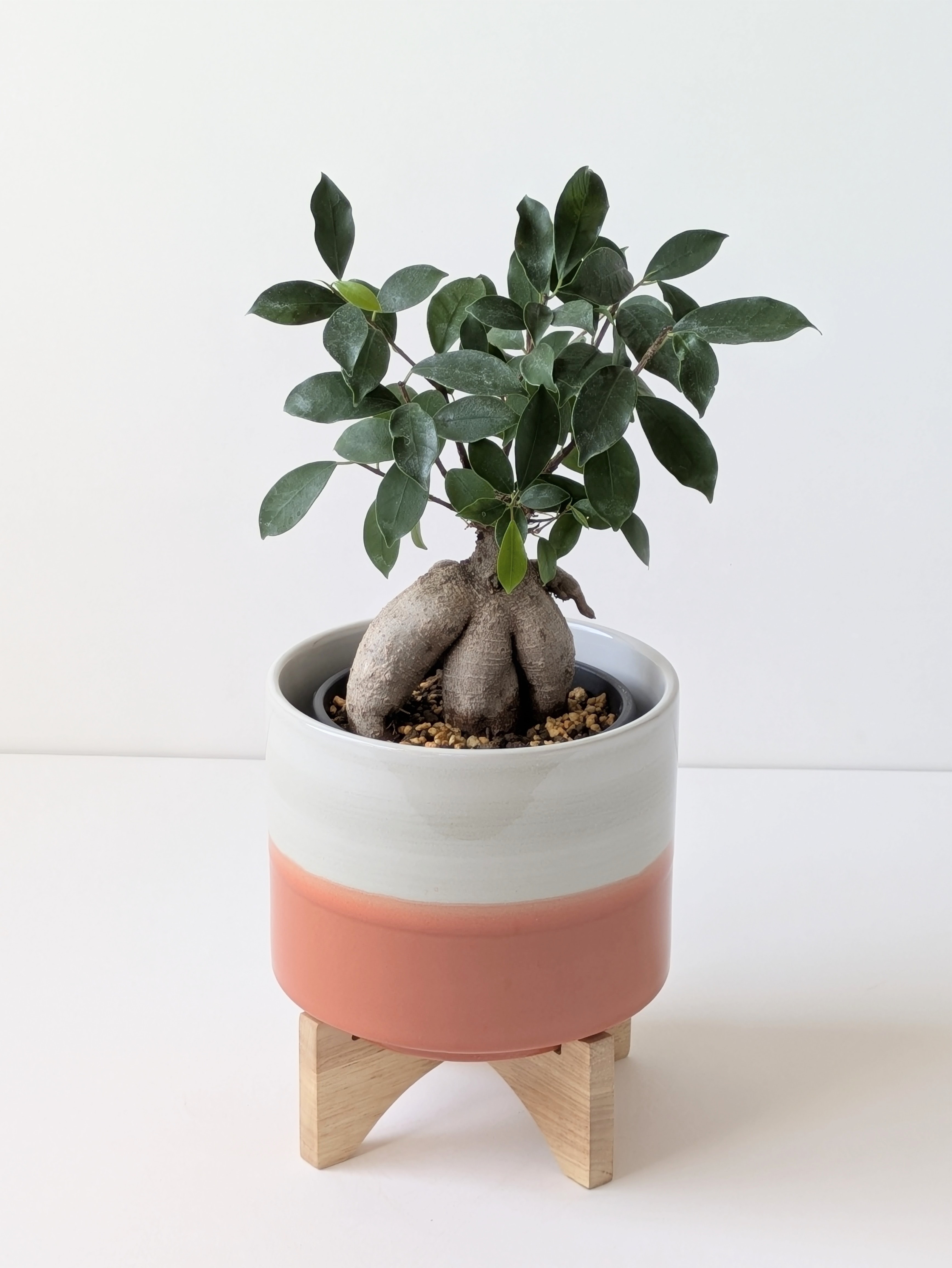 ガジュマル5号鉢（Ficus microcarpa)＊ウッドスタンド付き陶器鉢カバー