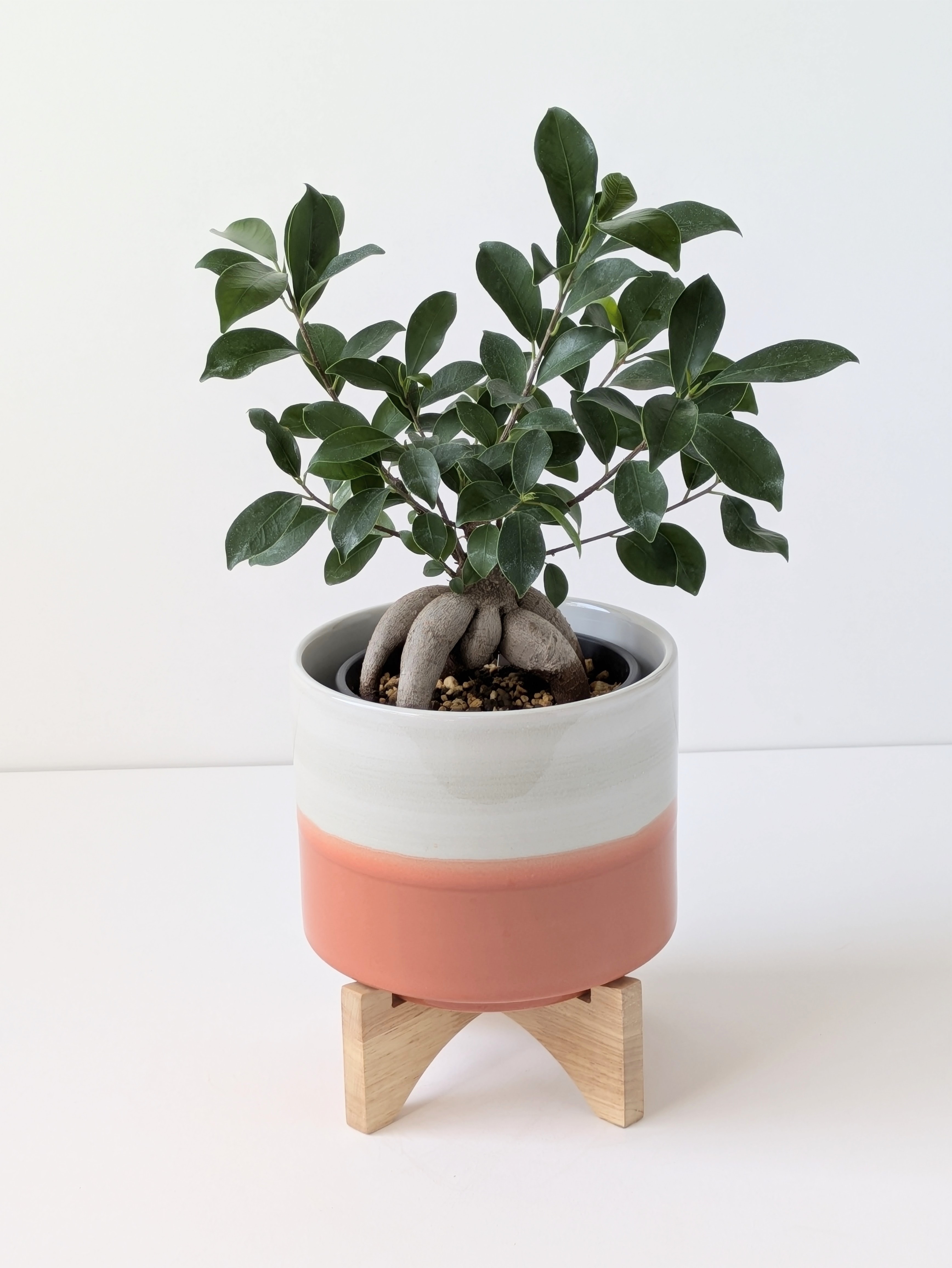 ガジュマル5号鉢（Ficus microcarpa)＊ウッドスタンド付き陶器鉢カバー