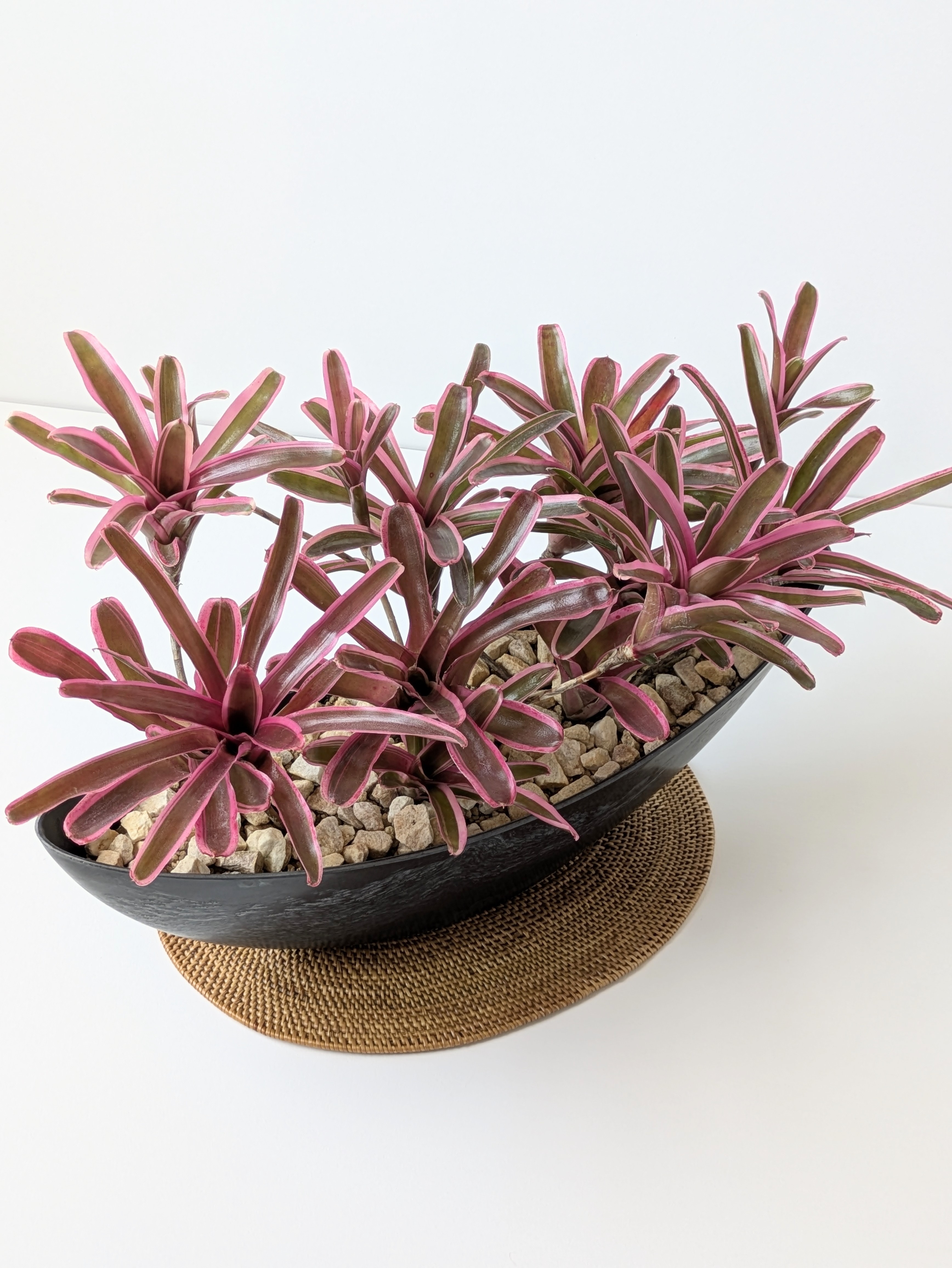 ネオレゲリア‣ファイヤーボール(Neoregelia"Fireball")＊black舟形Lポット