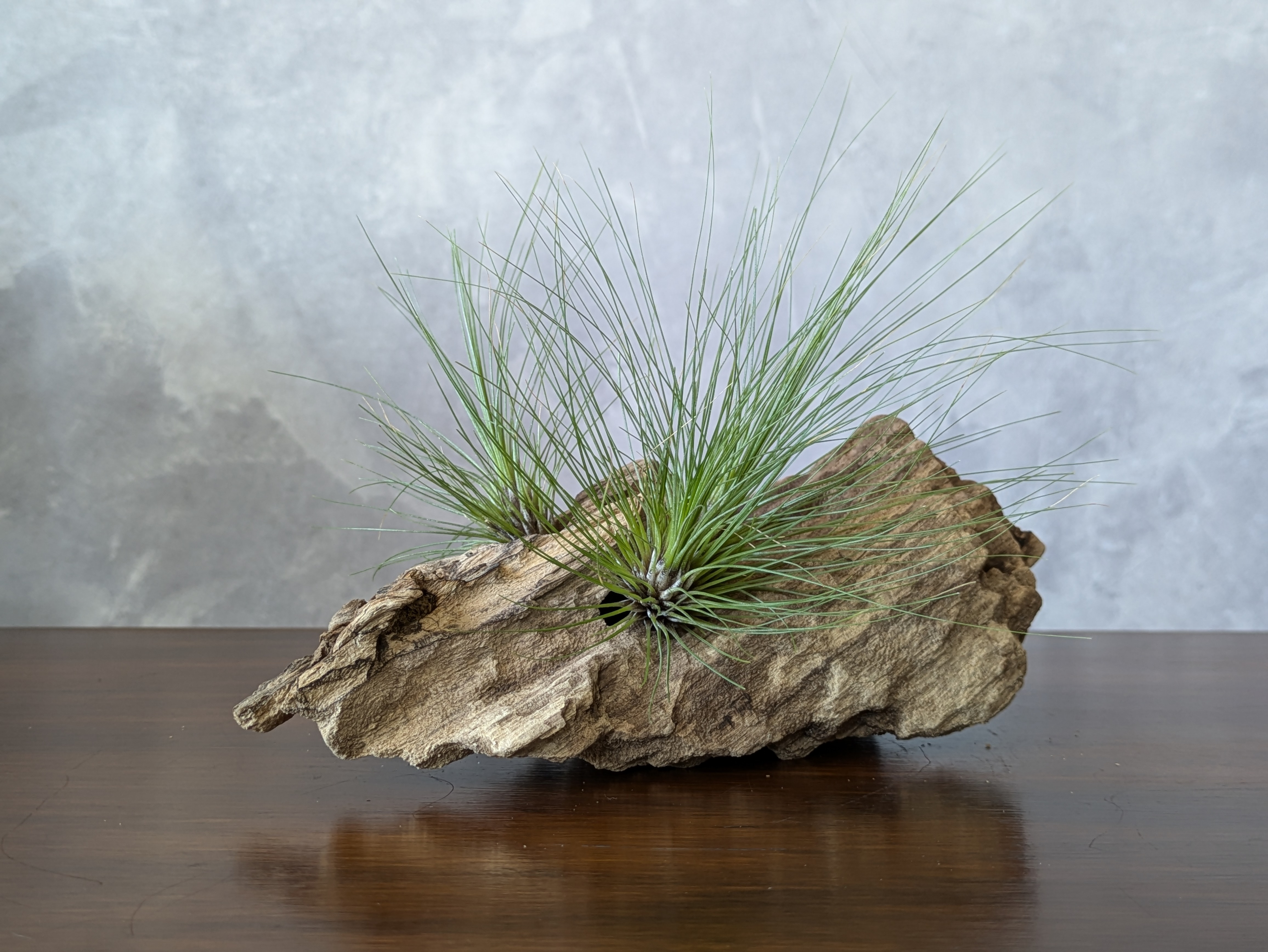 チランジア・フィリフォリア（Tillandsia filifolia）＊流木セット