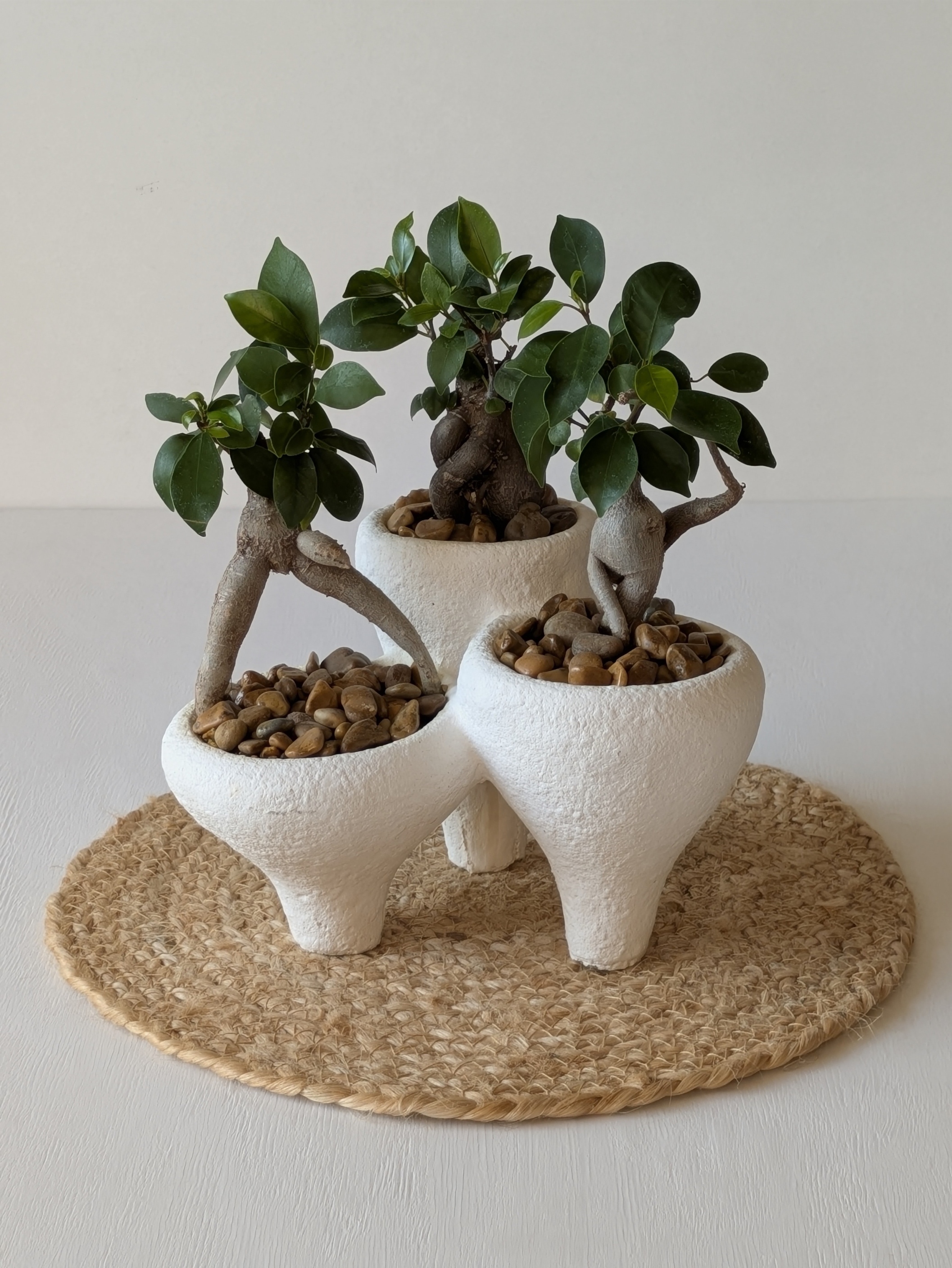ガジュマル （グー・チョキ・パー）（Ficus microcarpa)＊３口ポットWH