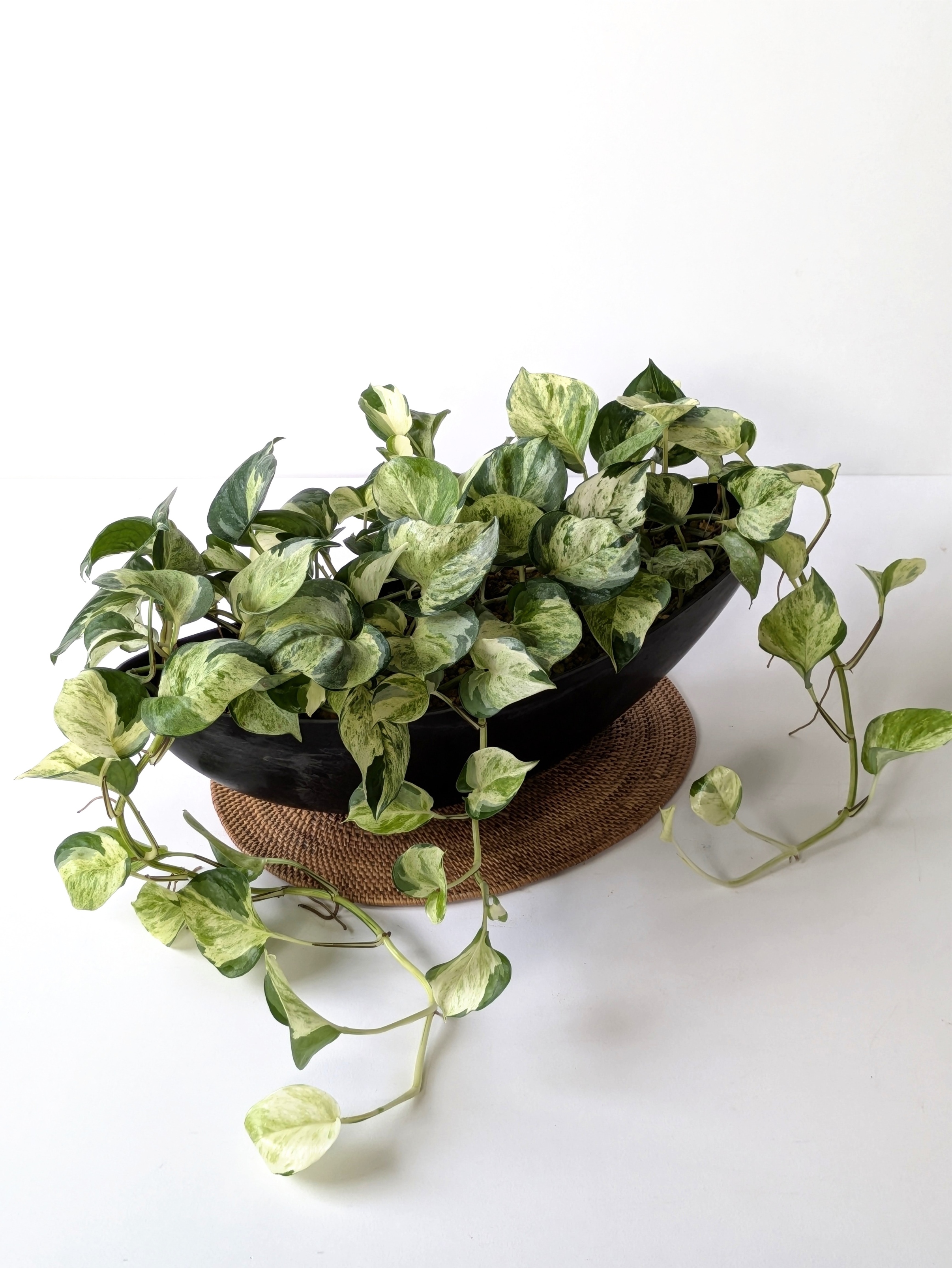 ポトス・ステータス(Pothos Status)＊black舟形Lポット