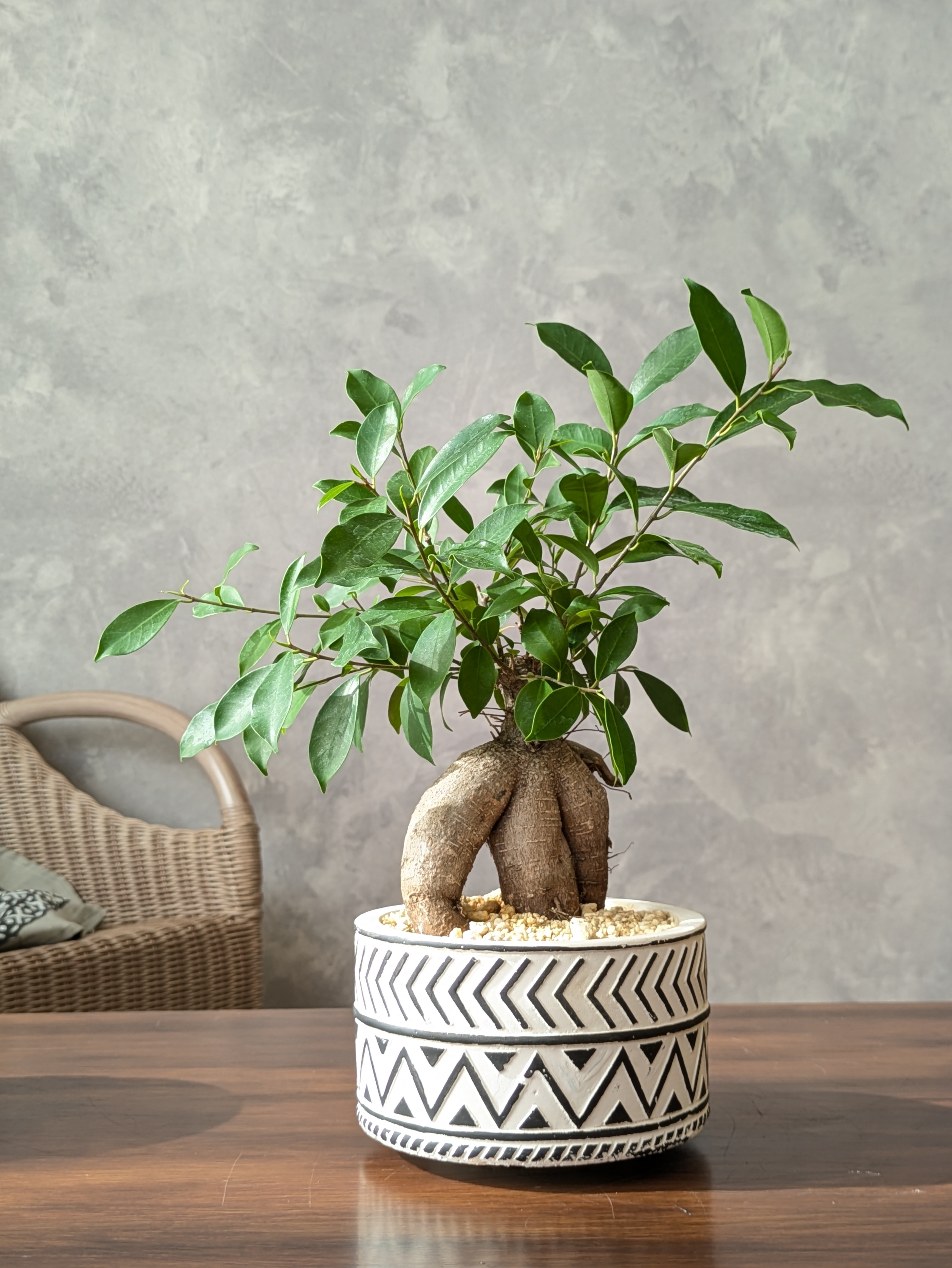 ガジュマル5 号鉢（Ficus microcarpa)＊エスニックセメント鉢