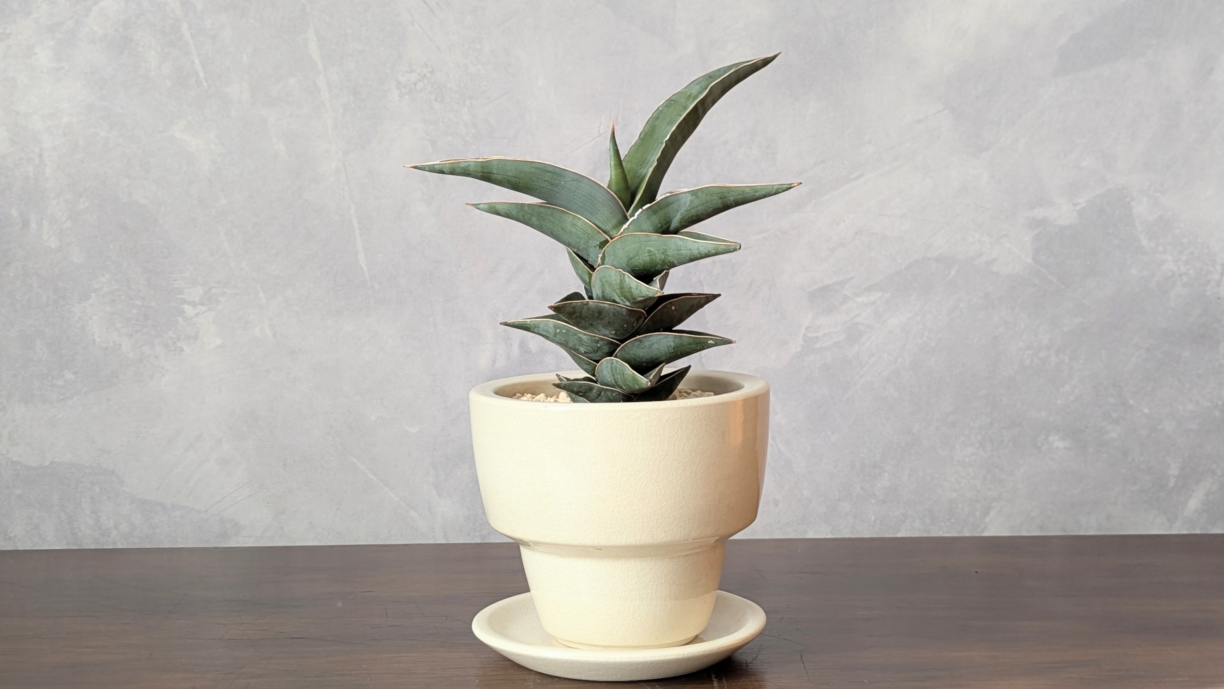 サンスベリア・ポウェリー　（Sansevieria Powellii）4号鉢＊アイボリー陶器鉢（受け皿つき）