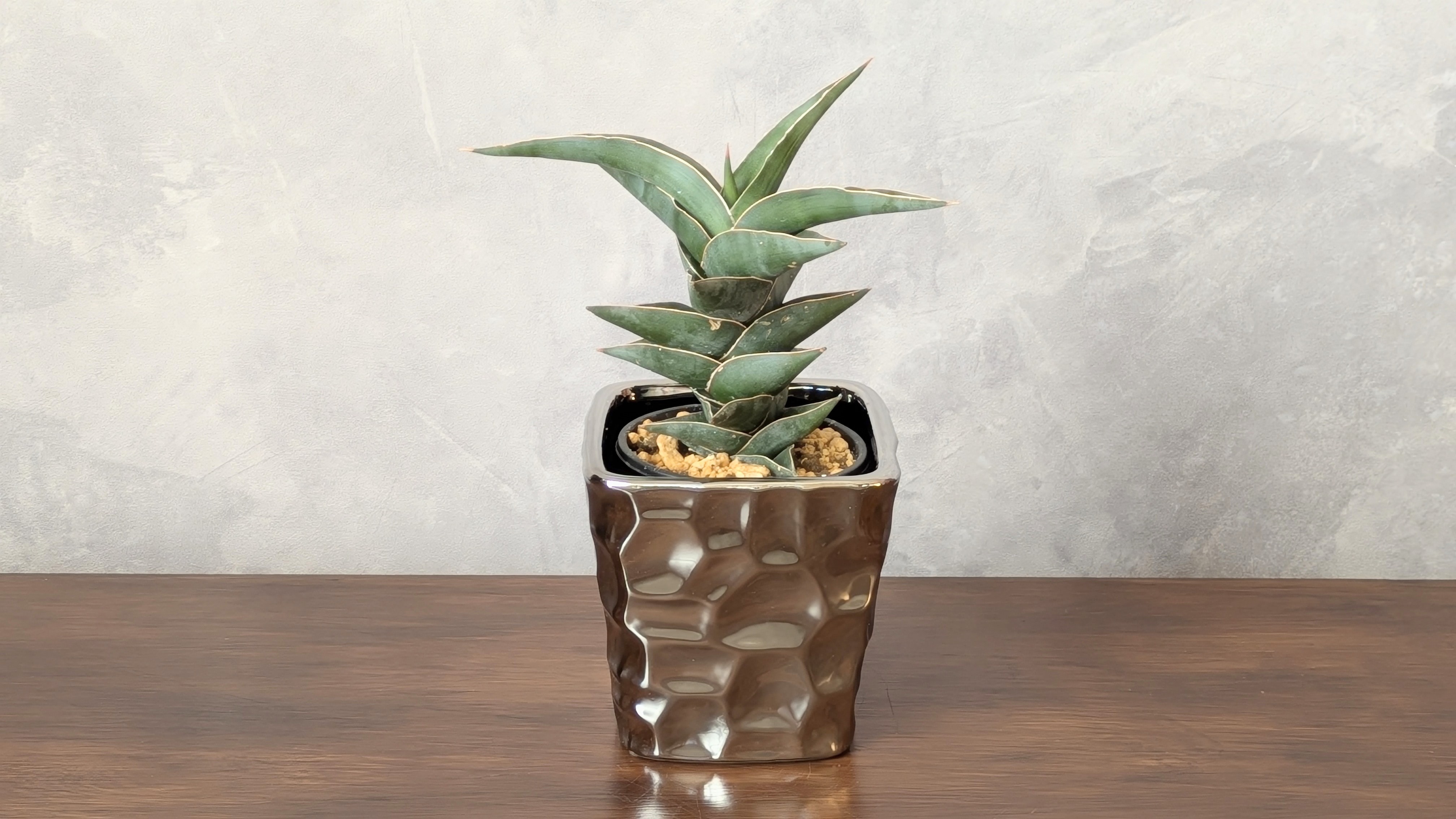 サンスベリア・ポウェリー　（Sansevieria Powellii）3.5号鉢＊鉢カバー付き