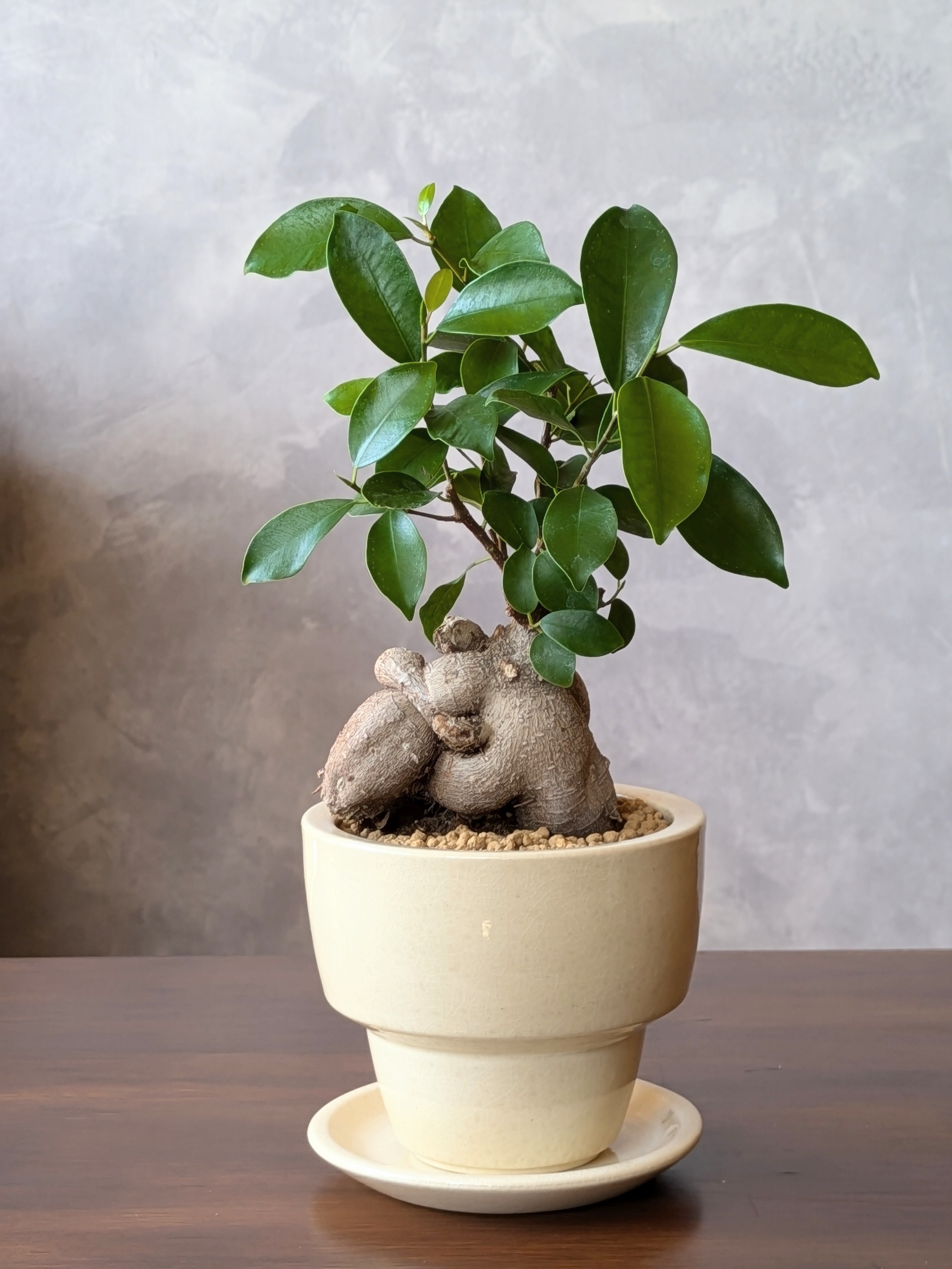 ガジュマル4号鉢（Ficus microcarpa)＊アイボリー陶器鉢（受け皿つき）