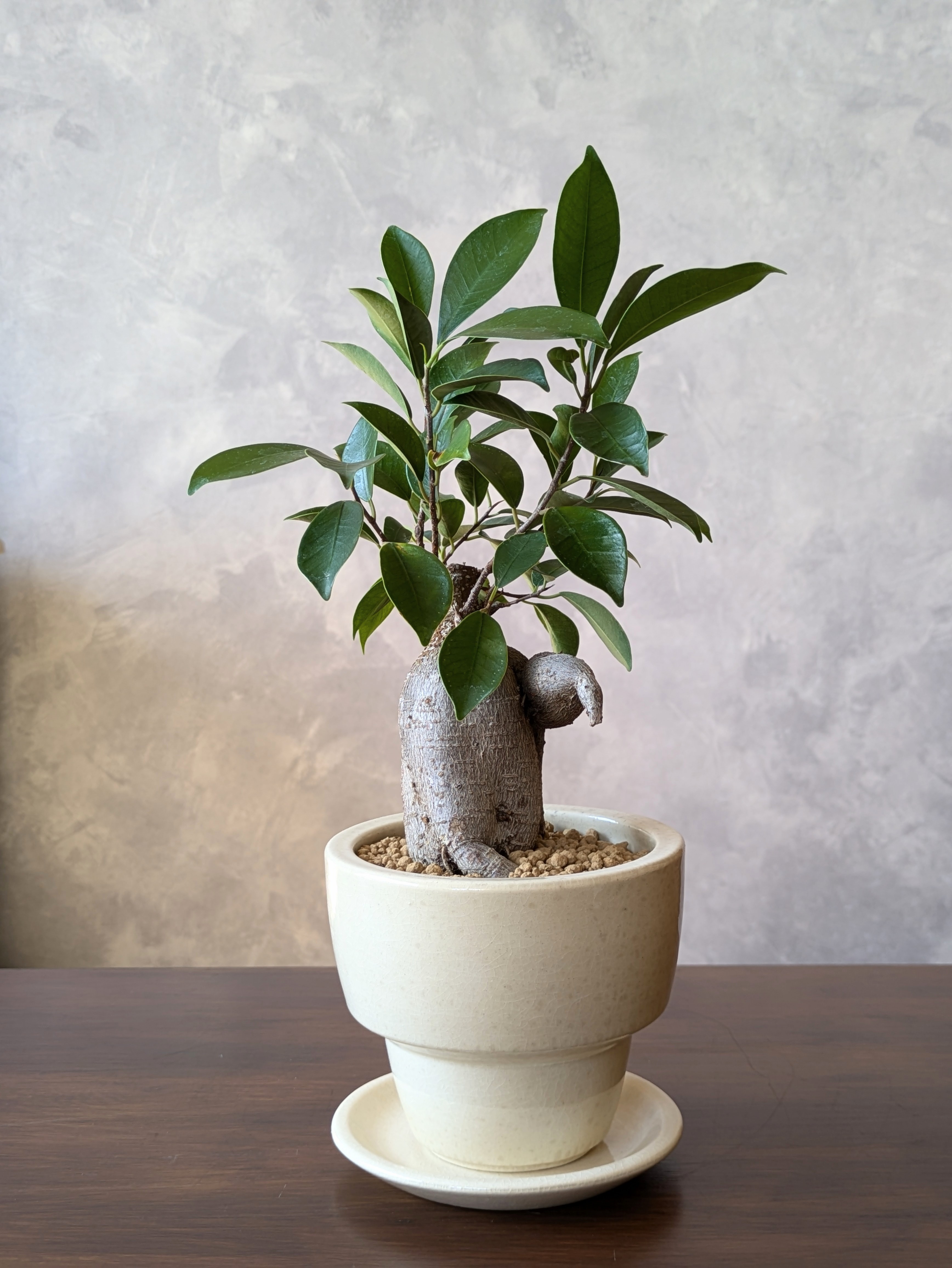 ガジュマル4号鉢（Ficus microcarpa)＊アイボリー陶器鉢（受け皿つき）