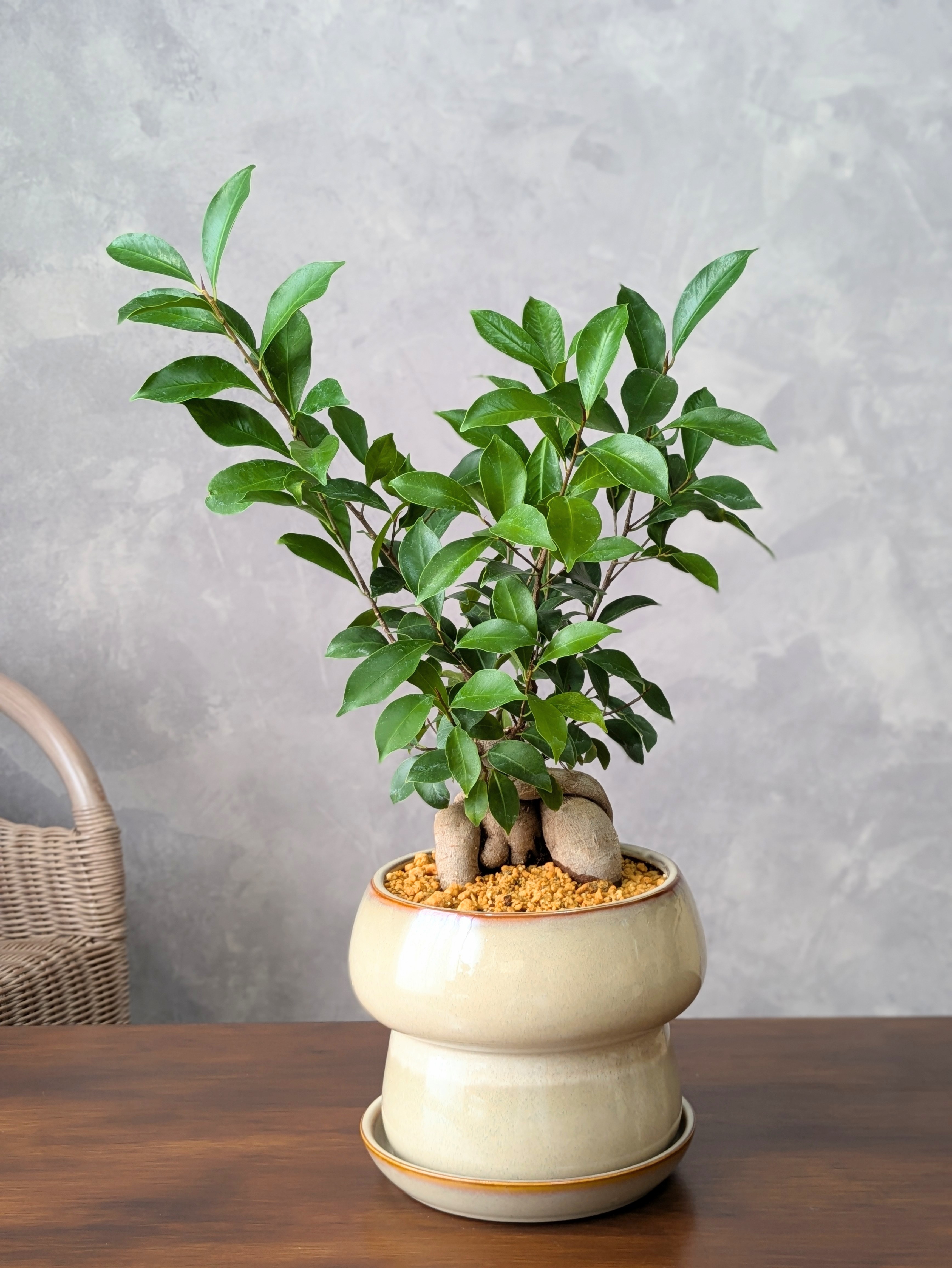 ガジュマル5号鉢（Ficus microcarpa)＊ベージュ陶器鉢（受け皿つき）