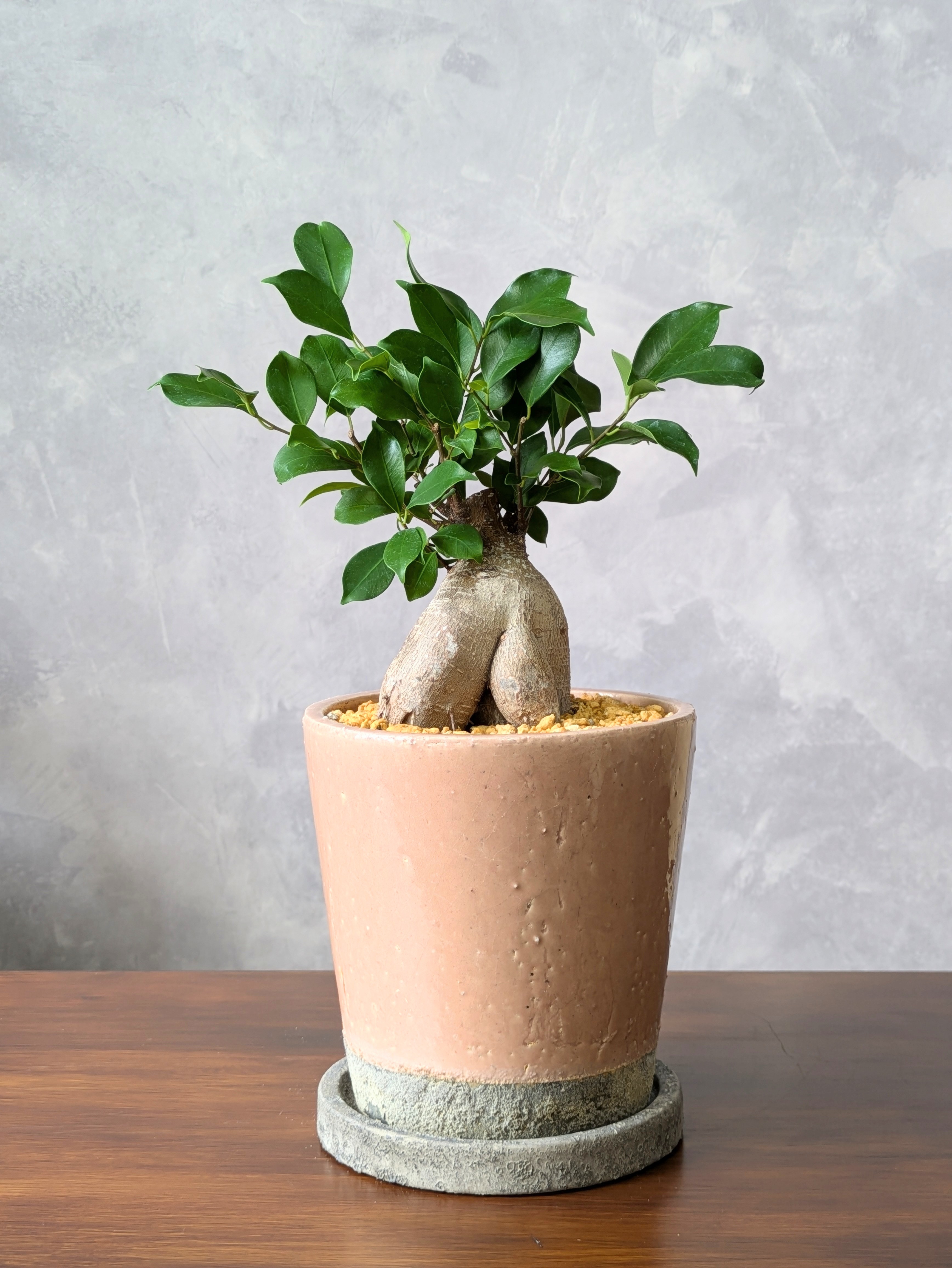 ガジュマル6号鉢（Ficus microcarpa)＊ピンクベージュ陶器鉢（受け皿つき）