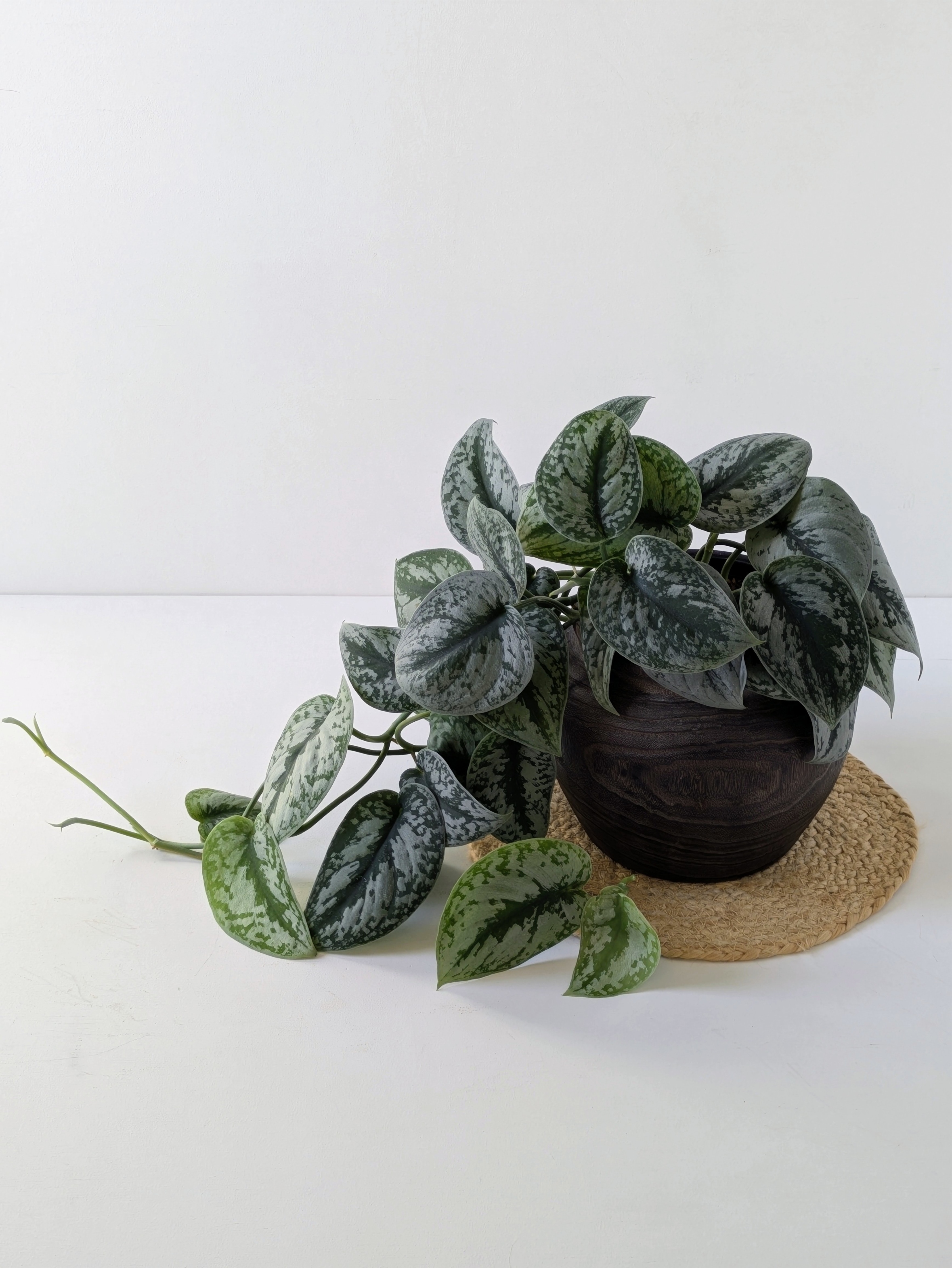 スキンダプサス”トレビー”　ダークブラウン木製（桐）ポットカバーつき